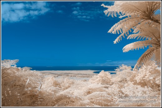 Cape Tribulation, Daintree, Infrared, Landscape, Nature, Photography, Queensland, Sculpture, seascape, Street photography, Travel, Wilderness