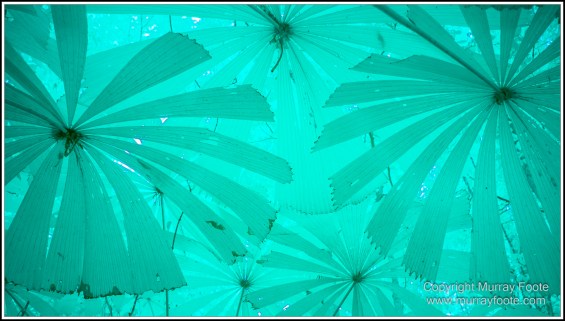 Cape Tribulation, Daintree, Infrared, Landscape, Nature, Photography, Queensland, Sculpture, seascape, Street photography, Travel, Wilderness