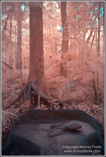 Cape Tribulation, Daintree, Infrared, Landscape, Nature, Photography, Queensland, Sculpture, seascape, Street photography, Travel, Wilderness