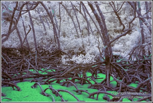Cape Tribulation, Daintree, Infrared, Landscape, Nature, Photography, Queensland, Sculpture, seascape, Street photography, Travel, Wilderness