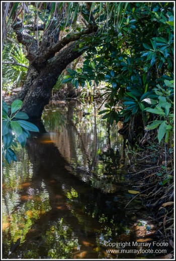 Cape Kimberly Beach, Cape Tribulation, Daintree, Landscape, Madja Boardwalk, Myall Beach, Nature, Photography, Queensland, Red-capped plover, seascape, Swamp, Travel, Wilderness, Wildlife