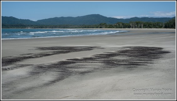 Cape Kimberly Beach, Cape Tribulation, Daintree, Landscape, Madja Boardwalk, Myall Beach, Nature, Photography, Queensland, Red-capped plover, seascape, Swamp, Travel, Wilderness, Wildlife