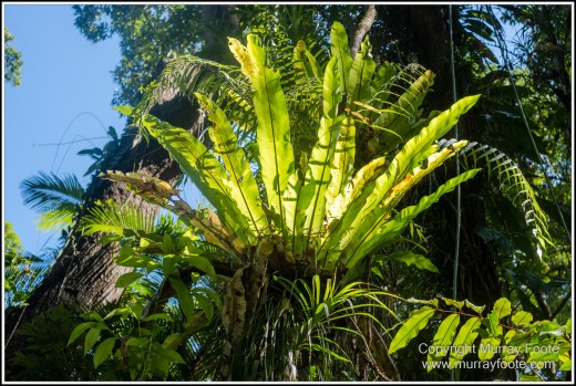 Cape Kimberly Beach, Cape Tribulation, Daintree, Landscape, Madja Boardwalk, Myall Beach, Nature, Photography, Queensland, Red-capped plover, seascape, Swamp, Travel, Wilderness, Wildlife
