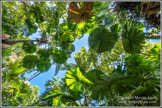 Cape Kimberly Beach, Cape Tribulation, Daintree, Landscape, Madja Boardwalk, Myall Beach, Nature, Photography, Queensland, Red-capped plover, seascape, Swamp, Travel, Wilderness, Wildlife