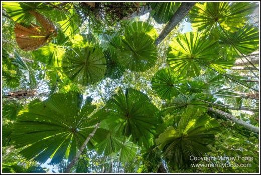 Cape Kimberly Beach, Cape Tribulation, Daintree, Landscape, Madja Boardwalk, Myall Beach, Nature, Photography, Queensland, Red-capped plover, seascape, Swamp, Travel, Wilderness, Wildlife
