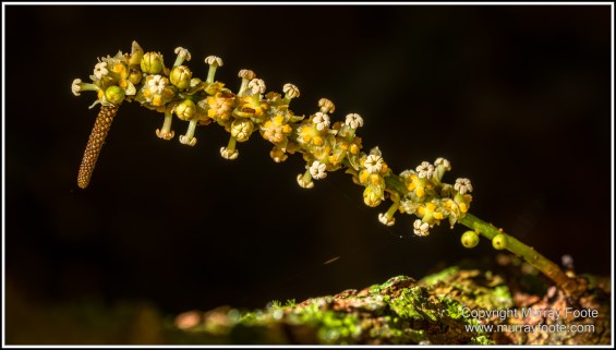 Cape Kimberly Beach, Cape Tribulation, Daintree, Landscape, Madja Boardwalk, Myall Beach, Nature, Photography, Queensland, Red-capped plover, seascape, Swamp, Travel, Wilderness, Wildlife
