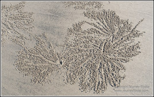 Cape Kimberly Beach, Cape Tribulation, Daintree, Landscape, Madja Boardwalk, Myall Beach, Nature, Photography, Queensland, Red-capped plover, seascape, Swamp, Travel, Wilderness, Wildlife