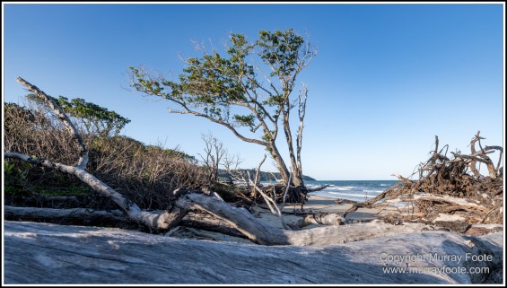 Cape Kimberly Beach, Cape Tribulation, Daintree, Landscape, Madja Boardwalk, Myall Beach, Nature, Photography, Queensland, Red-capped plover, seascape, Swamp, Travel, Wilderness, Wildlife
