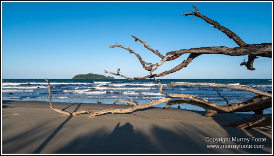 Cape Kimberly Beach, Cape Tribulation, Daintree, Landscape, Madja Boardwalk, Myall Beach, Nature, Photography, Queensland, Red-capped plover, seascape, Swamp, Travel, Wilderness, Wildlife