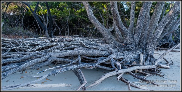 Cape Kimberly Beach, Cape Tribulation, Daintree, Landscape, Madja Boardwalk, Myall Beach, Nature, Photography, Queensland, Red-capped plover, seascape, Swamp, Travel, Wilderness, Wildlife