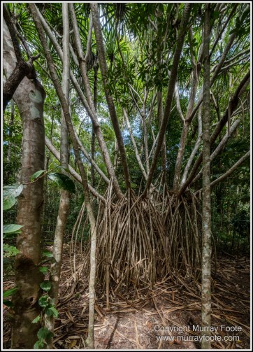 Cape Tribulation, Daintree, Infrared, Landscape, Nature, Photography, Queensland, seascape, Travel, Wilderness