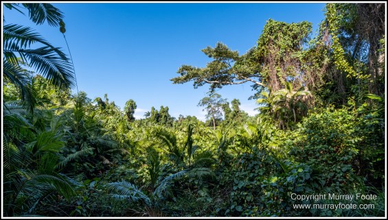 Cape Tribulation, Daintree, Infrared, Landscape, Nature, Photography, Queensland, seascape, Travel, Wilderness