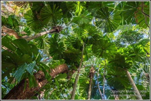 Cape Tribulation, Daintree, Infrared, Landscape, Nature, Photography, Queensland, seascape, Travel, Wilderness