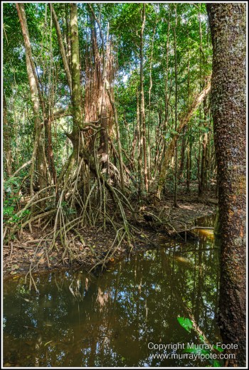 Cape Tribulation, Daintree, Infrared, Landscape, Nature, Photography, Queensland, seascape, Travel, Wilderness