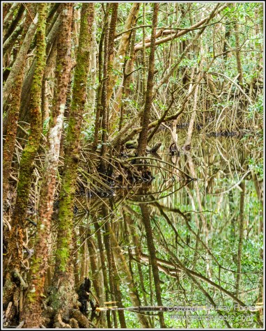 Cape Tribulation, Daintree, Infrared, Landscape, Nature, Photography, Queensland, seascape, Travel, Wilderness
