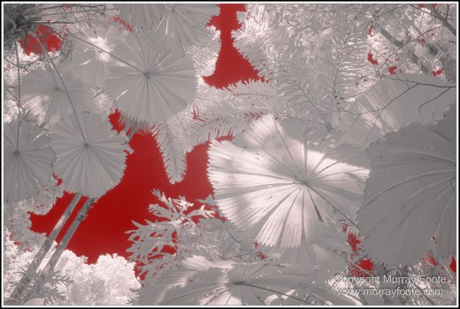 Cape Tribulation, Daintree, Infrared, Landscape, Nature, Photography, Queensland, seascape, Travel, Wilderness