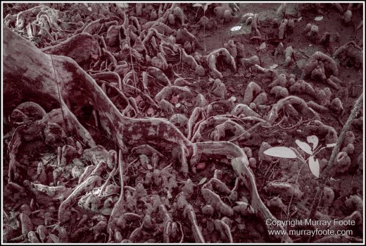 Cape Tribulation, Daintree, Infrared, Landscape, Nature, Photography, Queensland, seascape, Travel, Wilderness