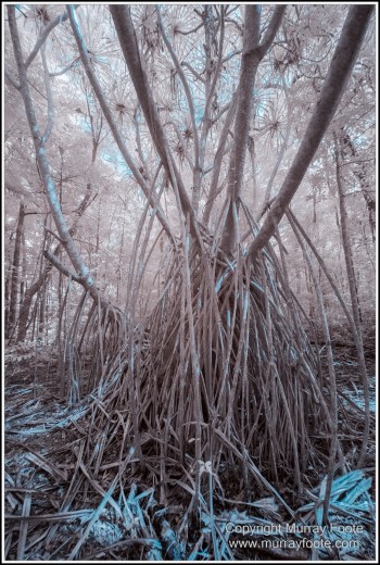 Cape Tribulation, Daintree, Infrared, Landscape, Nature, Photography, Queensland, seascape, Travel, Wilderness