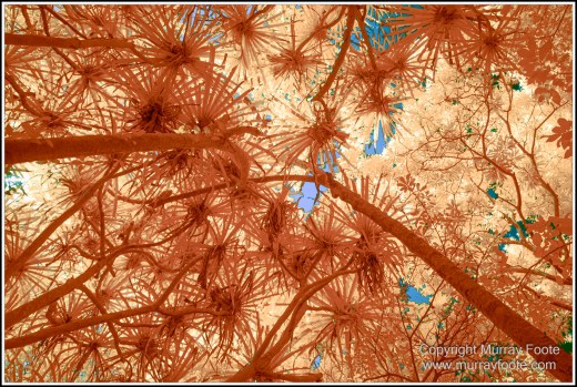 Cape Tribulation, Daintree, Infrared, Landscape, Nature, Photography, Queensland, seascape, Travel, Wilderness