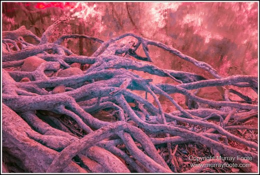 Cape Tribulation, Daintree, Infrared, Landscape, Nature, Photography, Queensland, seascape, Travel, Wilderness