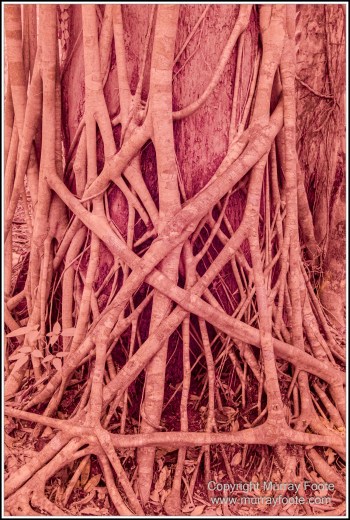 Cape Tribulation, Daintree, Infrared, Landscape, Nature, Photography, Queensland, seascape, Travel, Wilderness