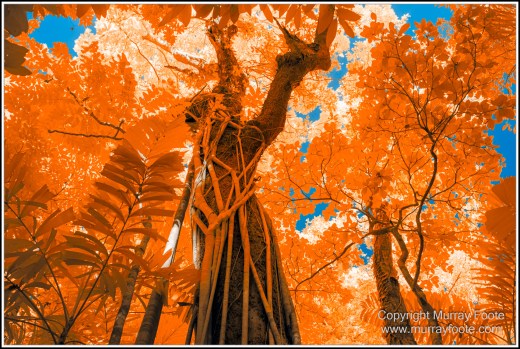 Cape Tribulation, Daintree, Infrared, Landscape, Nature, Photography, Queensland, seascape, Travel, Wilderness