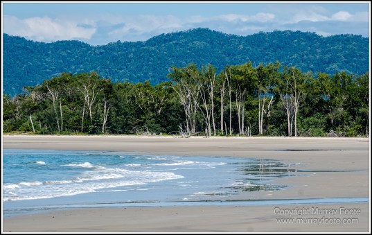 Cape Kimberly Beach, Cape Tribulation, Daintree, Landscape, Madja Boardwalk, Myall Beach, Nature, Photography, Queensland, Red-capped plover, seascape, Swamp, Travel, Wilderness, Wildlife