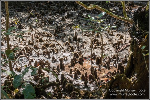 Cape Kimberly Beach, Cape Tribulation, Daintree, Landscape, Madja Boardwalk, Myall Beach, Nature, Photography, Queensland, Red-capped plover, seascape, Swamp, Travel, Wilderness, Wildlife