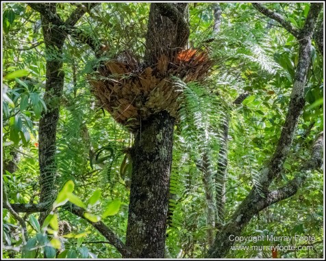 Cape Kimberly Beach, Cape Tribulation, Daintree, Landscape, Madja Boardwalk, Myall Beach, Nature, Photography, Queensland, Red-capped plover, seascape, Swamp, Travel, Wilderness, Wildlife