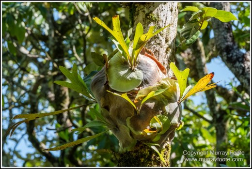 Cape Kimberly Beach, Cape Tribulation, Daintree, Landscape, Madja Boardwalk, Myall Beach, Nature, Photography, Queensland, Red-capped plover, seascape, Swamp, Travel, Wilderness, Wildlife