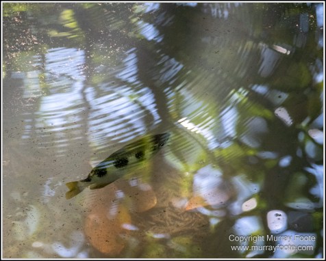 Cape Kimberly Beach, Cape Tribulation, Daintree, Landscape, Madja Boardwalk, Myall Beach, Nature, Photography, Queensland, Red-capped plover, seascape, Swamp, Travel, Wilderness, Wildlife
