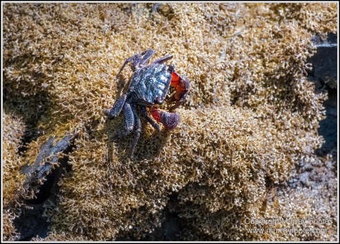 Cape Kimberly Beach, Cape Tribulation, Daintree, Landscape, Madja Boardwalk, Myall Beach, Nature, Photography, Queensland, Red-capped plover, seascape, Swamp, Travel, Wilderness, Wildlife