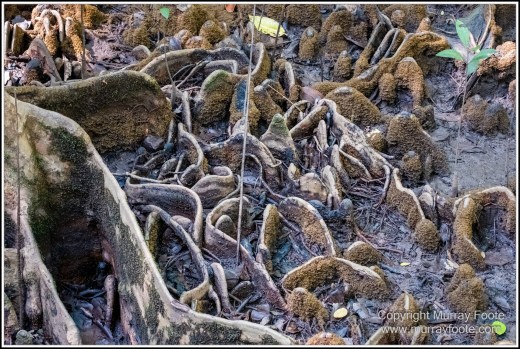 Cape Kimberly Beach, Cape Tribulation, Daintree, Landscape, Madja Boardwalk, Myall Beach, Nature, Photography, Queensland, Red-capped plover, seascape, Swamp, Travel, Wilderness, Wildlife