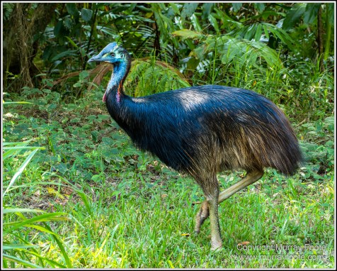 Cape Kimberly Beach, Cape Tribulation, Daintree, Landscape, Madja Boardwalk, Myall Beach, Nature, Photography, Queensland, Red-capped plover, seascape, Swamp, Travel, Wilderness, Wildlife