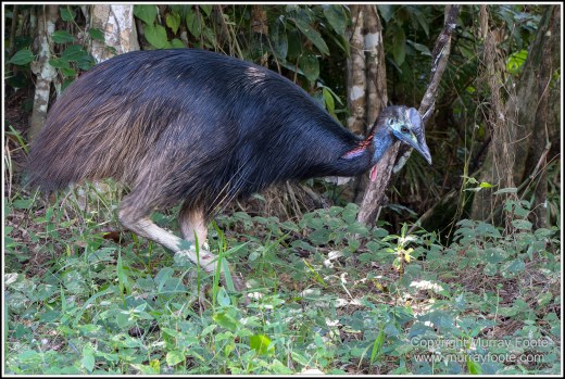 Cape Kimberly Beach, Cape Tribulation, Daintree, Landscape, Madja Boardwalk, Myall Beach, Nature, Photography, Queensland, Red-capped plover, seascape, Swamp, Travel, Wilderness, Wildlife