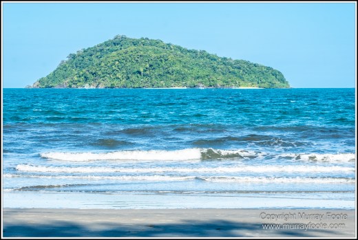 Cape Kimberly Beach, Cape Tribulation, Daintree, Landscape, Madja Boardwalk, Myall Beach, Nature, Photography, Queensland, Red-capped plover, seascape, Swamp, Travel, Wilderness, Wildlife