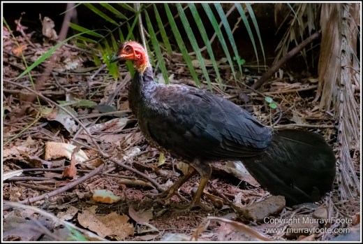 Cape Tribulation, Daintree, Infrared, Landscape, Nature, Photography, Queensland, seascape, Travel, Wilderness