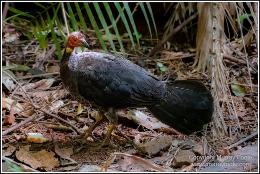 Cape Tribulation, Daintree, Infrared, Landscape, Nature, Photography, Queensland, seascape, Travel, Wilderness