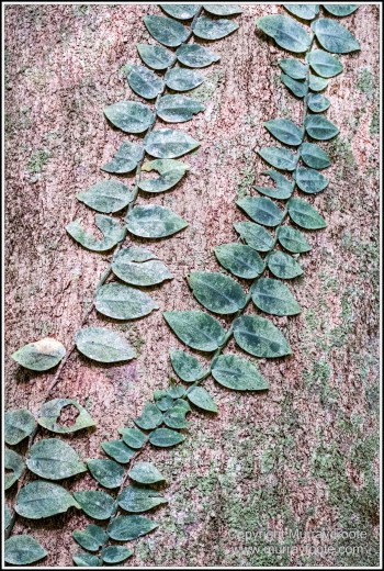 Cape Tribulation, Daintree, Infrared, Landscape, Nature, Photography, Queensland, seascape, Travel, Wilderness