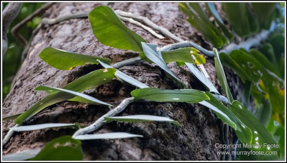 Cape Tribulation, Daintree, Infrared, Landscape, Nature, Photography, Queensland, seascape, Travel, Wilderness