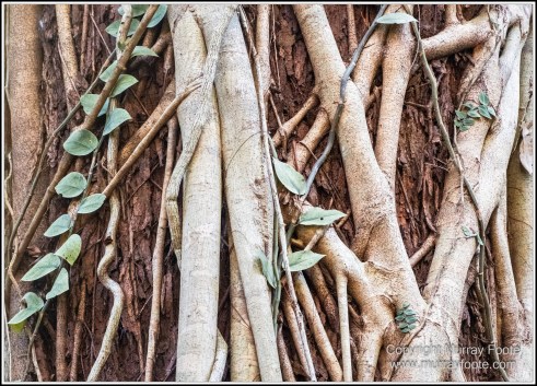Cape Tribulation, Daintree, Infrared, Landscape, Nature, Photography, Queensland, seascape, Travel, Wilderness