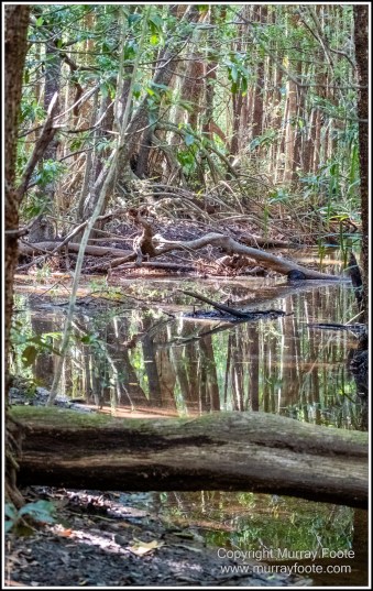 Cape Tribulation, Daintree, Infrared, Landscape, Nature, Photography, Queensland, seascape, Travel, Wilderness
