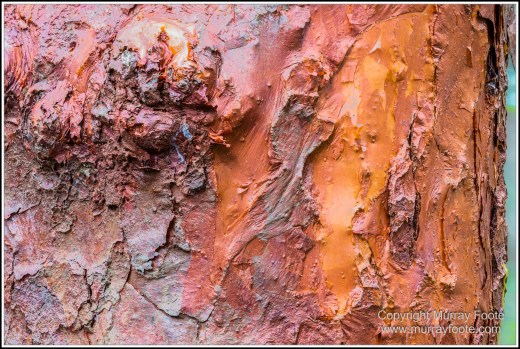 Cape Tribulation, Daintree, Infrared, Landscape, Nature, Photography, Queensland, seascape, Travel, Wilderness