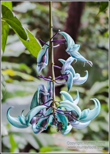 Cape Tribulation, Daintree, Infrared, Landscape, Nature, Photography, Queensland, seascape, Travel, Wilderness