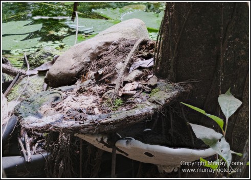 Cape Tribulation, Daintree, Infrared, Landscape, Nature, Photography, Queensland, seascape, Travel, Wilderness