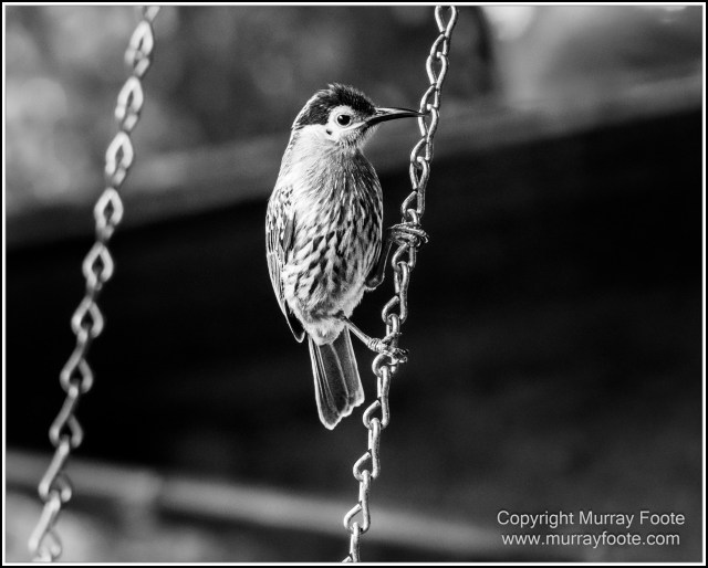 Black and White, Daintree River, Infrared, Landscape, Monochrome, Mossman Gorge, Nature, Photography, Travel, Wildlife