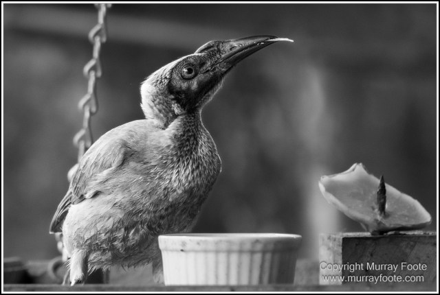 Black and White, Daintree River, Infrared, Landscape, Monochrome, Mossman Gorge, Nature, Photography, Travel, Wildlife