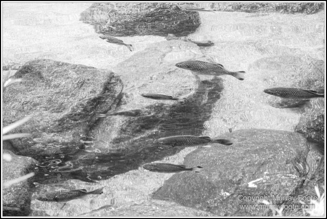 Black and White, Daintree River, Infrared, Landscape, Monochrome, Mossman Gorge, Nature, Photography, Travel, Wildlife