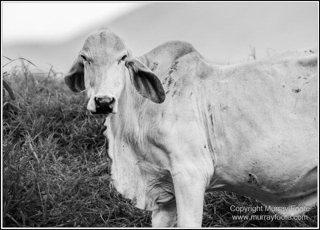 Black and White, Daintree River, Infrared, Landscape, Monochrome, Mossman Gorge, Nature, Photography, Travel, Wildlife