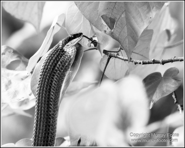 Black and White, Daintree River, Infrared, Landscape, Monochrome, Mossman Gorge, Nature, Photography, Travel, Wildlife